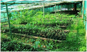 Community restores degraded landscapes of Gambegre